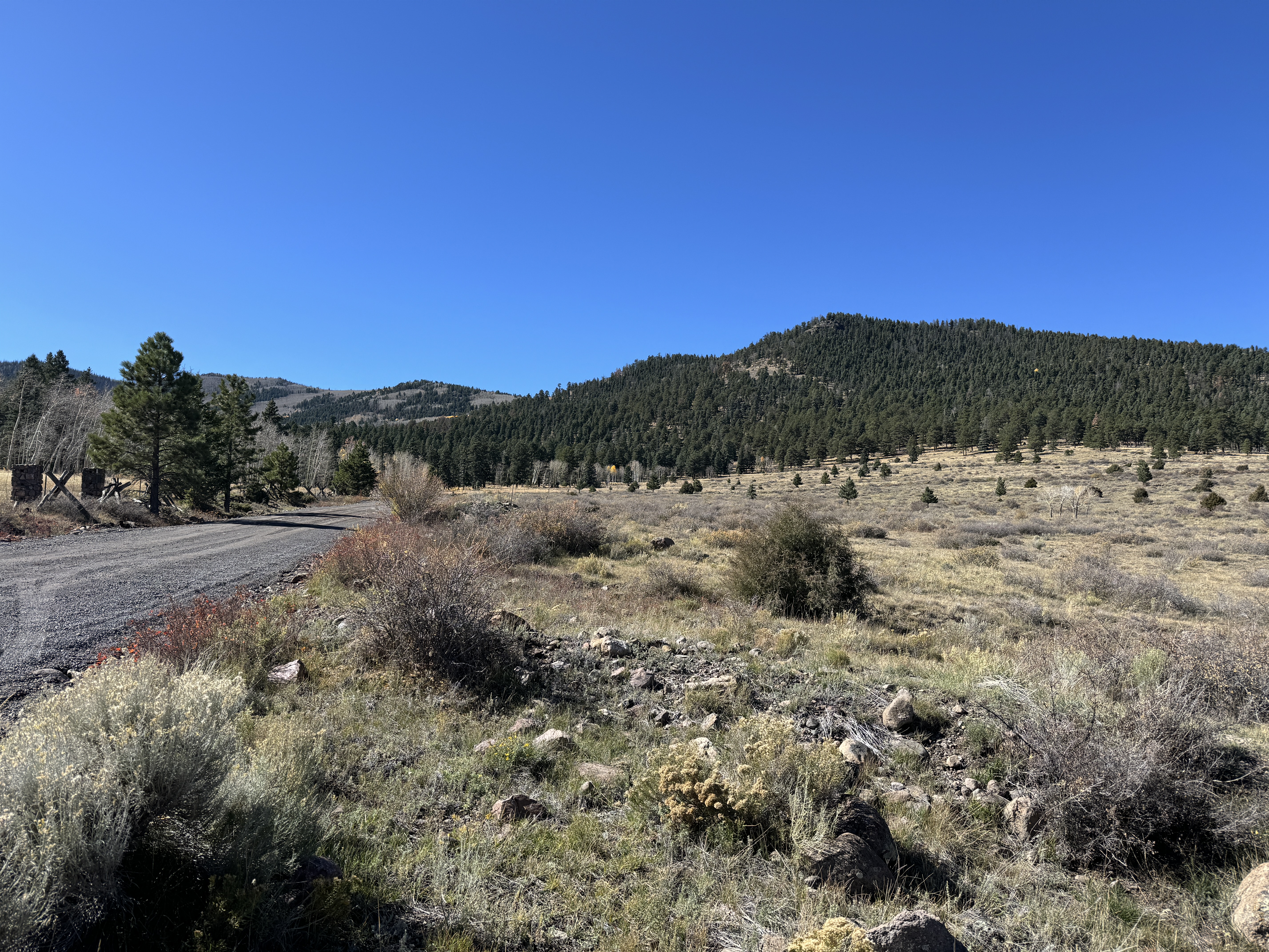Roundleaf snowberry identified at study site.  