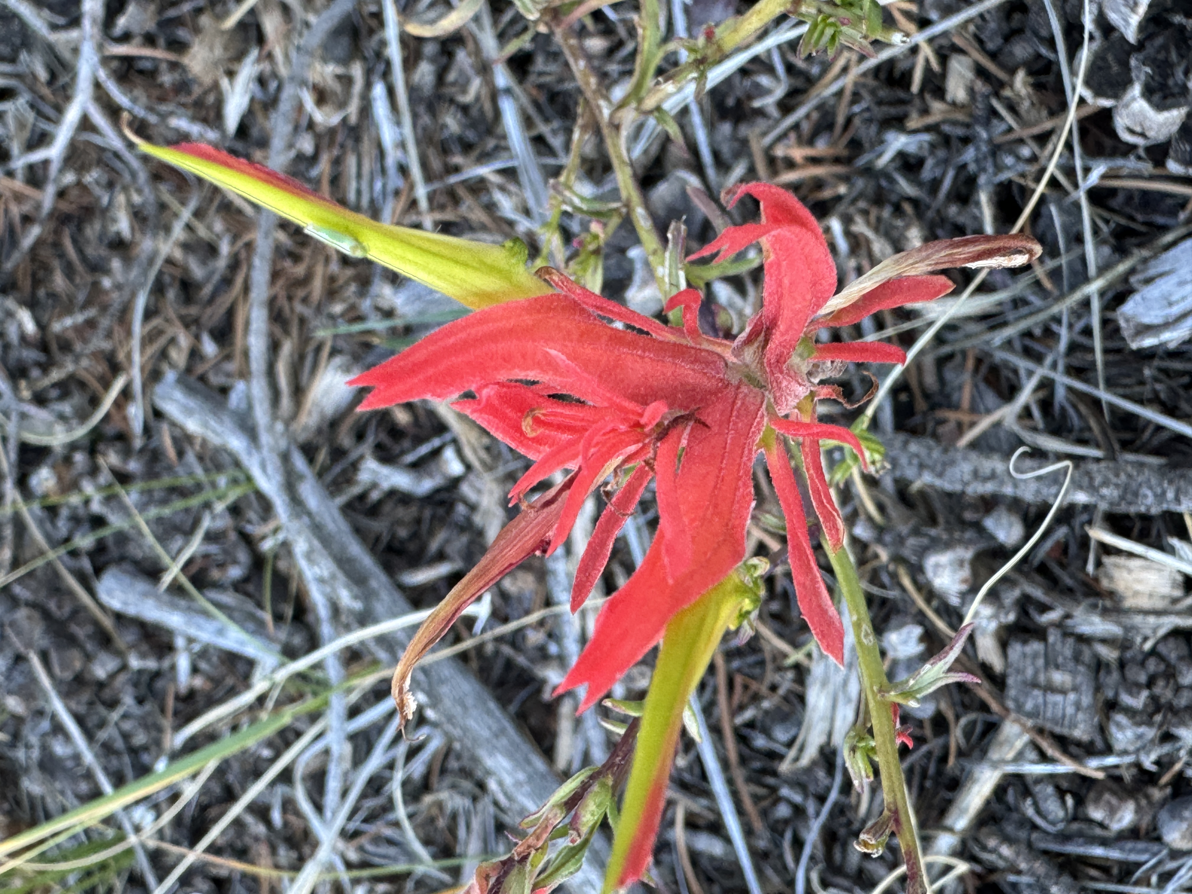Wyoming paintbrush identified at study site.  