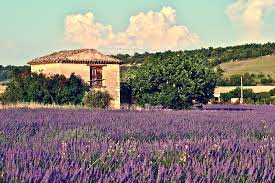 provence.jpeg