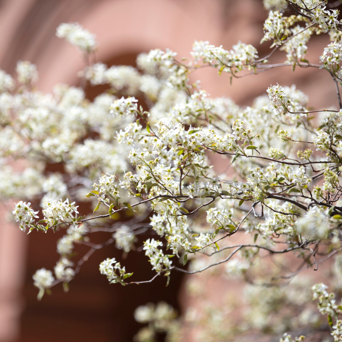 a flowering tree in front of Palmer Hall