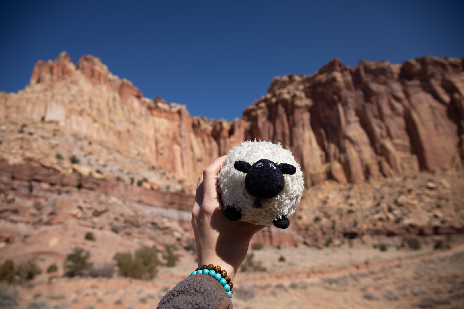 Mia Degner '24 has a sheep stuffed animal that travels with her wherever she goes, and this time, Shirley is in Capitol Reef National Park in Utah, on April 1, 2023. Photo by Mila Naumovska '26.