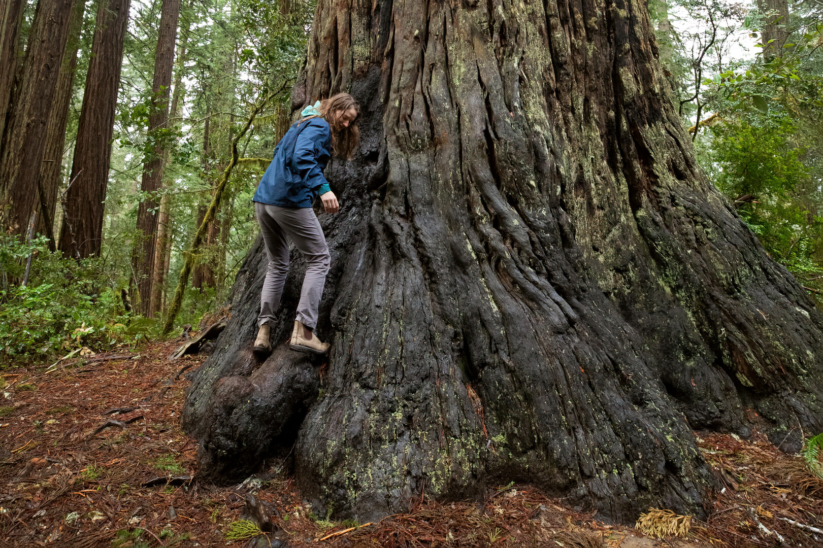 Audra Burral '23 climbing a tree in Redwoods National Park during her spring break road trip with Outdoor Ed on March 25, 2023. Photo by Mila Naumovska '26.