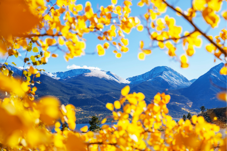 Aspen trees frame a mountain range in the distance.
