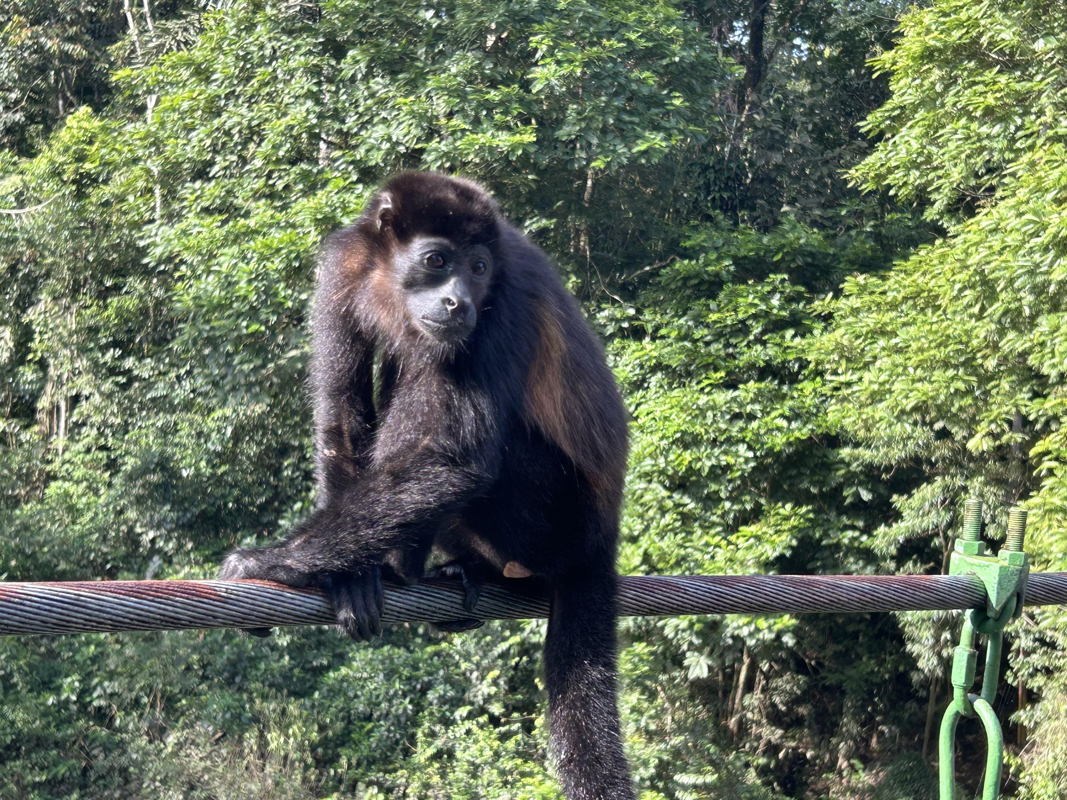 A newworld monkey in the Costa Rican rainforest