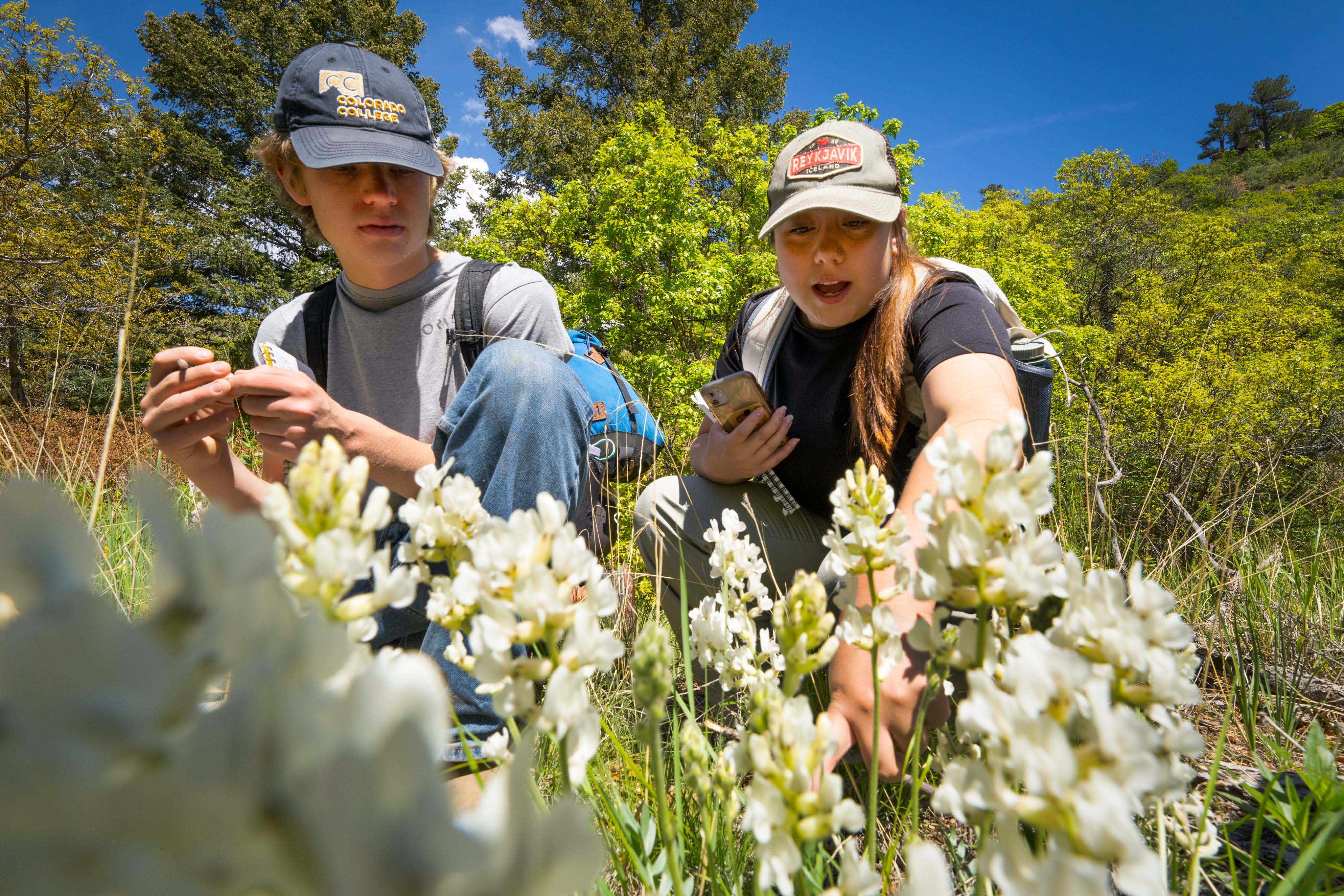 Luke Stanley ’25 and Alejandra Mendoza ’24 examine Oxytropis sericea during a BE202: Field Botany class trip to Blodgett Peak in 2023.